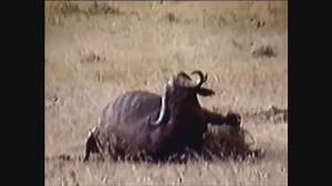 Belgesel - Aslanlar ve Bufalo Avı Belgeseli