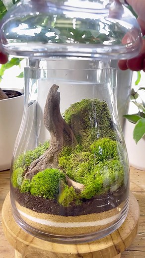 Creating a Small Moss and Mushroom Terrarium: Step-by-Step Guide