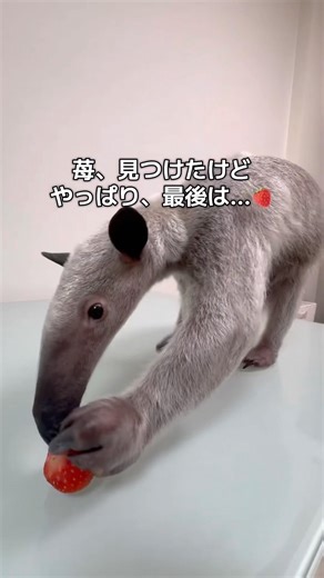 苺を見つけたパルちゃん🍓嬉しそうに食べ始めたけど…最後はやっぱりテオが食べたちゃった💦#イタグレ #ミナミコアリクイ #いちご #anteater #shorts #animalshorts