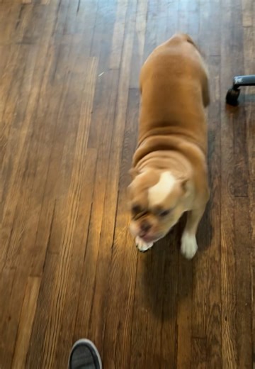 Exploring Bully Breeds in Mexico's Zapateado Culture