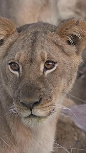 18K views · 412 reactions | Meet Guide Calvet. "My name is Calvet...