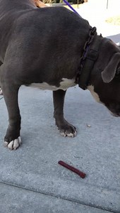 4K views · 58 reactions | RESCUED PER PET HARBOR ‼️Status:...