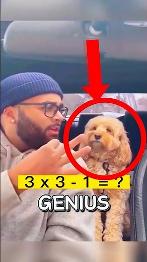 GENIUS DOG solves math problems 😱🐶