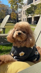 Golden Hour but Make It Dog Fashion ☀️✨ Cozy Sweater Moment #dogfashion #doghaul #furb #aestheticdog