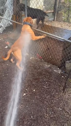 Thomas Harris on Instagram: "🚨I love to see how my many TOP TIER HIGH PERFORMANCE WORKING DOG PRODUCTIONS are developing all around the United States and the world like you can see with this male 1 year old BUFFDOGS Rocky Mountain Bulldogee Red Tiger 🐅 z Tigress high performance Formula 1 Bulldog puppy… I want to praise the dam of these high performance formula 1 Bulldogs my American Bulldog Tigress for producing MAXIMUM LEVEL OF HYBRID VIGOR all her offspring; she has proven in all 3 of her l