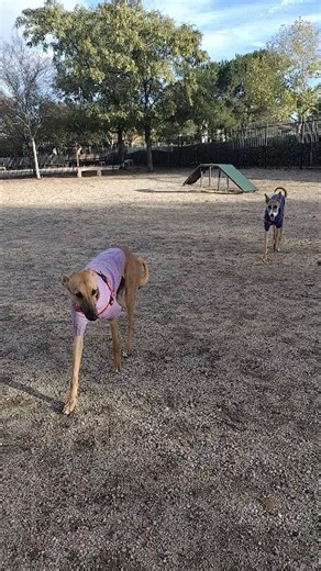 Boy and Girl whippet pups for adoption! Quite sensitive and fragile dogs, they require lots of exercise and room to run, are vocal and bossy but also very gentle and love to cuddle up with a warm person! About 8m to a year, fixed, vaccinated and microchipped, they would each love to find their own forever soft place to call home  Apply on our website to schedule a meet and greet! #iggy #whippet #adoptdontshop #rescuedog | ABC Rescue | Facebook