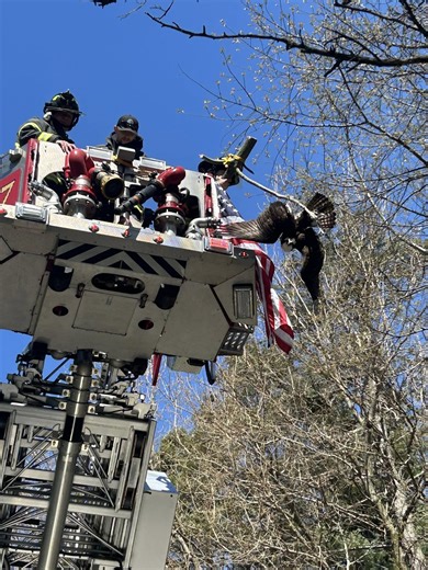 Firefighters rescue osprey entangled in fishing line