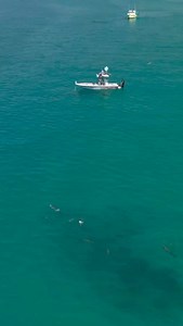 Ever seen a school of tarpon rolling through the Gulf? 🐟 These silver giants aren’t just impressive to watch—they’re migratory marvels! Tarpon can grow up to 200 pounds and travel hundreds of miles along the coast each year, following warm waters and abundant food. Their acrobatic rolls are a way to breathe while hunting and stay alert to predators. | Chasin' the Sun Fishing Show