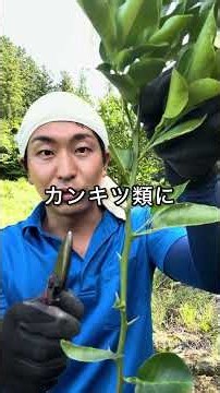 カンキツ類の剪定はこれが大切！レモン、ゆず、みかんなど #園芸 #家庭菜園 #ガーデニング