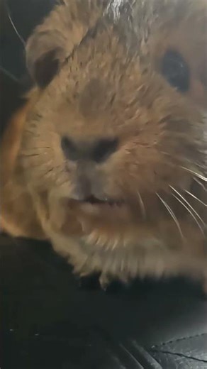 #pets #guineapighome #pet #puppy #lifeisbutadream #guineapig #cute #rodent