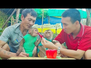 Smart Monkey Baby drinks hot chili for the first time