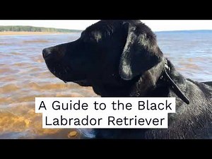 Black Labrador