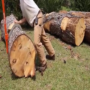 1.2M views · 5.3K reactions | Enjoying Giant Pine Trees With Chainsaw 13 | Magic To Go | Facebook
