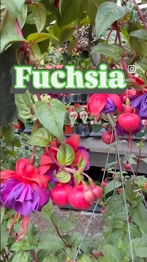 Fuchsia is a beautiful plant with the most unique, bell-shaped blooms that attract pollinators.