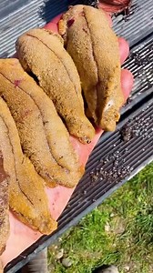 Fillets! Dirty South Dive | Farm 4 Life