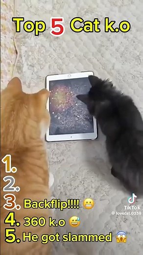 Top 5 Funniest Cat Knockouts 🐱💥 | 2025 | (updated)