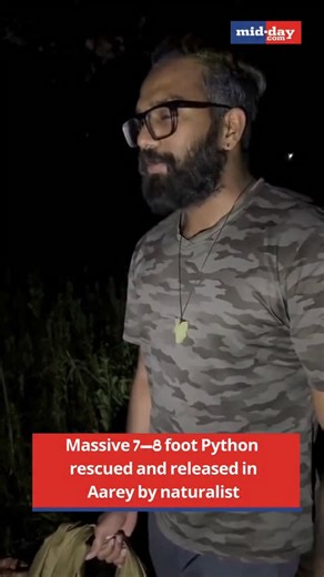 4.7K views · 85 reactions | A 7 to 8 feet long Indian Rock Python  was safely rescued and released in Aarey by Naturalist Mahesh Yadav and Prabhu Swami. Snakes are cold-blooded reptiles. As temperatures drop nearing winter, they seek warmth and a safe brumation spot. In this search for shelter, they venture close to human habitats, increasing human-wildlife encounters and leading to a rise in rescue calls in winters - said Mahesh Yadav : Mahesh Yadav | MiD DAY | Facebook