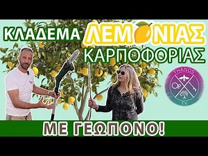 🍋 Πώς Κλαδεύουμε την ΛΕΜΟΝΙΑ (Με Γεωπόνο!) Κλάδεμα Καρποφορίας