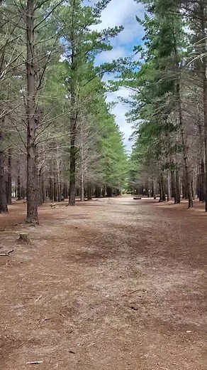 Discover the Secret Café in Tokai Forest