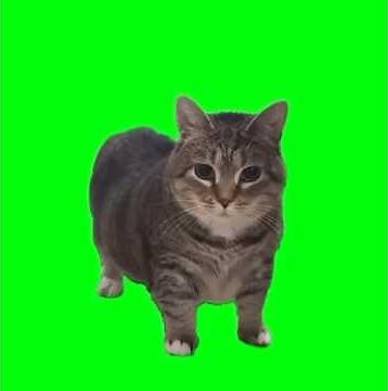 OLLA OLLA (spinning cat)