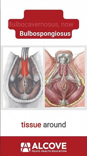 bulbospongiosus or bulbocavernosus? Have you ever wondered why a muscle has two different names?