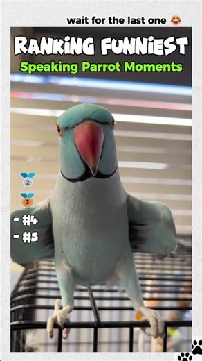 Ranking THE FUNNIEST PARROT SPEAKING Moments #parrottalking #parrots #parrot #funny