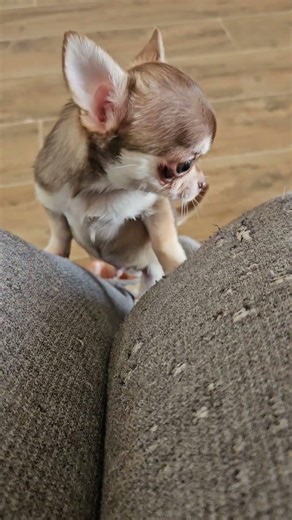 Alvin climbing up and the background music from the movie im watching totally syncing up lol...