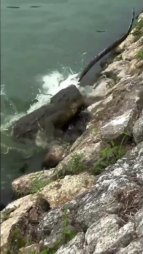 Crocodile Ruins Python's Party