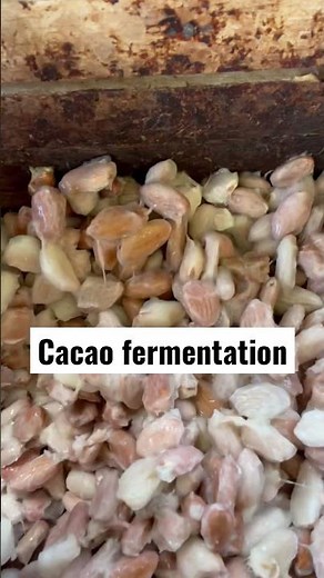 Fermenting cacao beans. The most important step in developing the chocolate flavor and aroma.