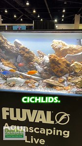 Fluval Aquascaping Contest at Aquashella Aquarium Festival Daytona, 2023! What do you think of this awesome Cichlid tank? TANK ON! #aquascaping #contest #aquascape #dustinsfishtanks #tankon #aquarium #aquariums #aquascape #aquascaping #aquariumplants #scape #aquariumhobby #fishtank #freshwateraquarium #plants #plantlife #planted #plantedtank #plantedaquarium #aquascape #aquaticplants #love #loveit | Dustin's Fishtanks