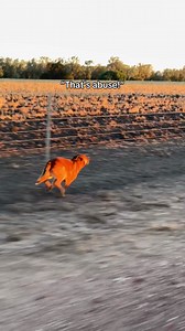 5.6M views · 56K reactions | If you know herding breeds, you know...