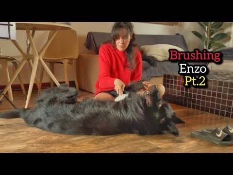 A Real Day With My German Shepherds | Part 2