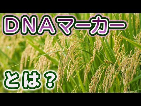ＤＮＡマーカーとは