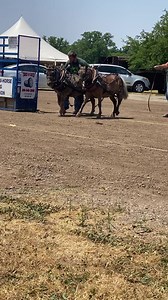 23K views · 357 reactions | Pony’s pulling hard! #ponys #minis #horsepull #horsepower #ionia | Suzanne Carrick | Facebook