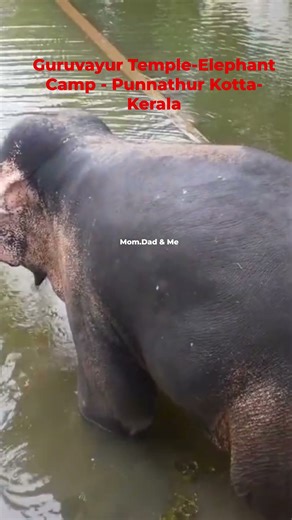 Guruvayur Temple-Elephant Camp is located in Punnathur Kotta-Kerala