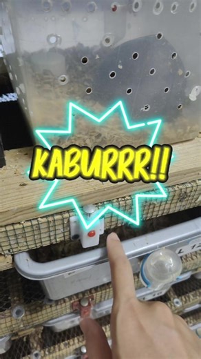 Eps. 1 Dormice Kabur Kalian pernah lupa tutup kandang juga ga guys? Dormice ku kabur nihh 😅 #dormice #tiktokhewan #kabur