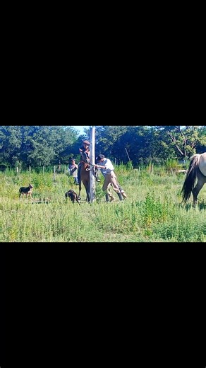 paulabelensanchez (@paulabelensanchez)’s videos with Babel - Gustavo Bravetti