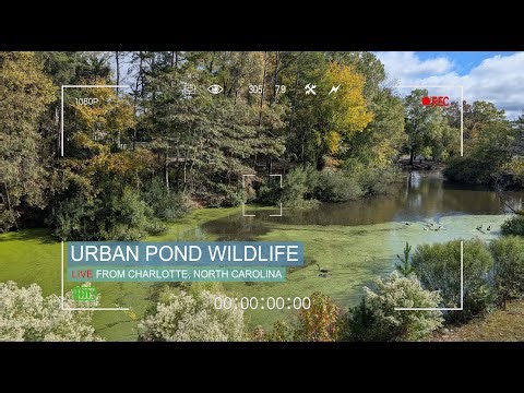 🍁 Autumn Pond Live — Cozy Nature Stream from Charlotte 🐦🦆🐢🍂
