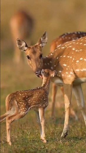 Graceful Spotted Deer Jumping in the Wild | Stunning Wildlife Photography