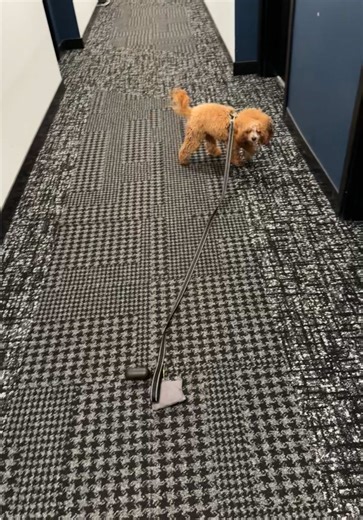 Understanding Velcro Dogs: Why They Stick Close