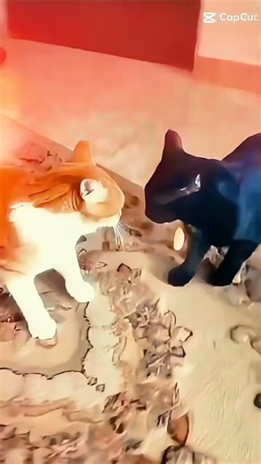 Shazdeh vs Fandogh | The Cutest Cat Fight Ever 😹🔥