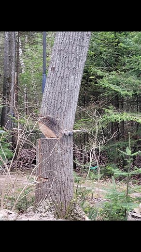 Poplar Tree Falls on House: A Cautionary Tale