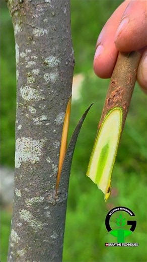 Persimmon tree grafting techniques | Grafting plants | Best grafting techniques #satisfying #garden