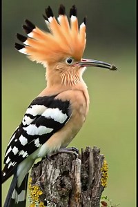 Beautiful Rare Birds 🕊️ | Stunning Nature Moments in Ultra HD #BeautifulBirds #RareBirds #Nature #Bi