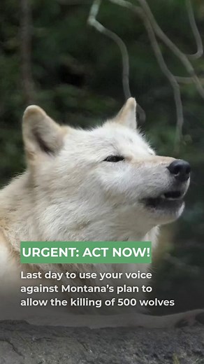URGENT! Today is the LAST day to speak out against Montana’s proposed wolf hunting regulations- a plan that could allow up to 500 wolves to be killed in a single season. Hunters would be allowed to take 30 wolves each: 15 by trapping and 15 by hunting. This extreme proposal disregards scientific evidence, ethical wildlife management, and the vital role wolves play in healthy ecosystems. Make your voice heard before it’s too late. Submit your public comment now and urge Montana to reject this cru