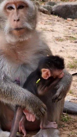 1.8K views · 35 reactions | #reelsfb #leo #wildlife #animals #rainbow #libby #monkey #cuteanimals #luno | KH review | Facebook