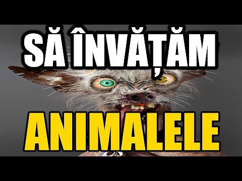Sa invatam animalele.