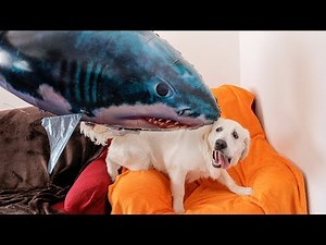 Dog vs Shark: Shark Attacks Bailey! Golden Retriever Puppy