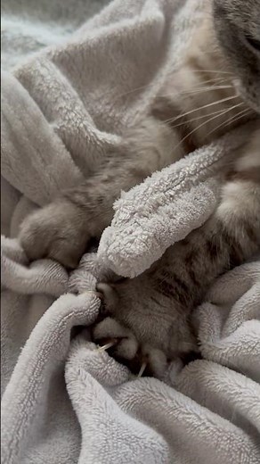 Why Do Cats Knead Soft Blankets?