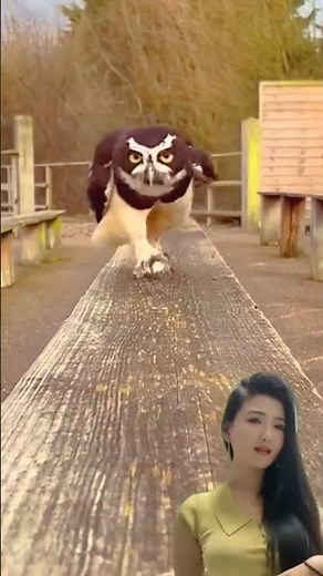 Adorable Owl Running